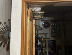 暗い部屋でキャットウォークの上から飼い主に挨拶をする猫の画像