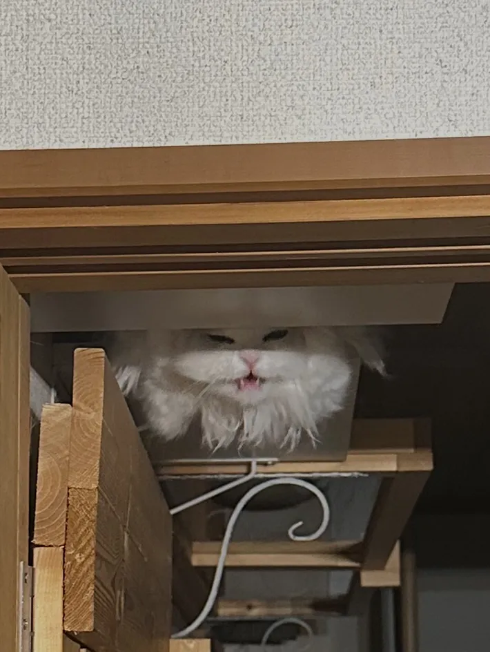暗い部屋でキャットウォークの上から飼い主に挨拶をする猫の画像