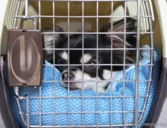ケージに入った犬の画像