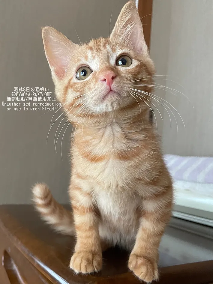 首を傾げる子猫の画像