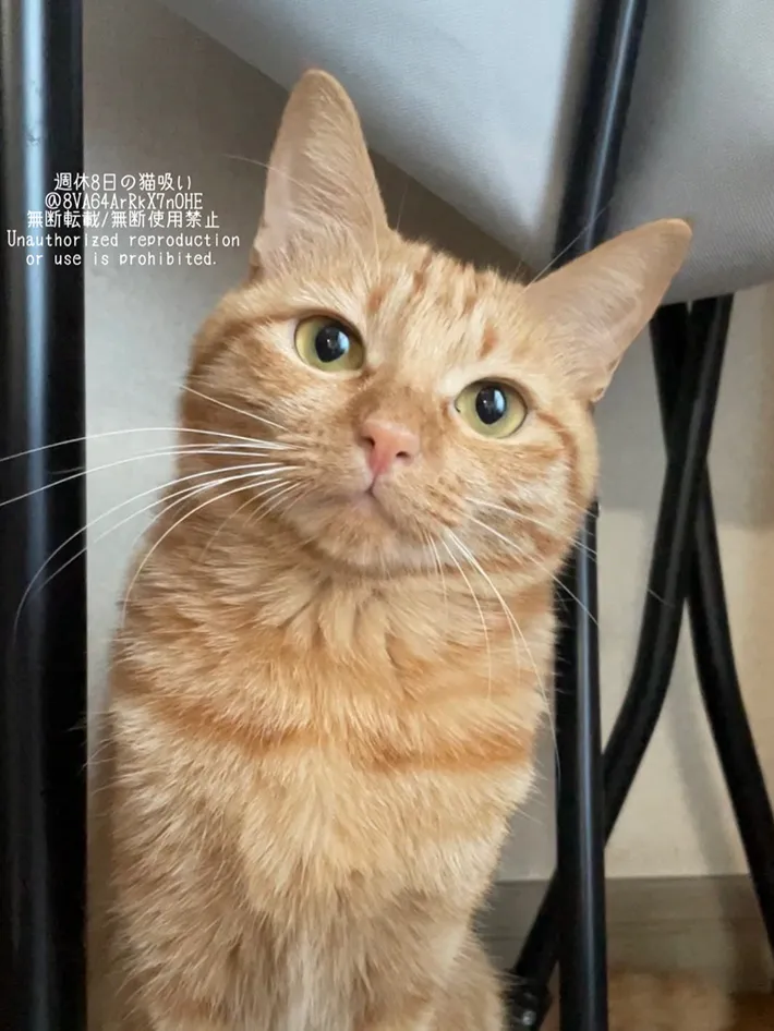首を傾げる猫の画像
