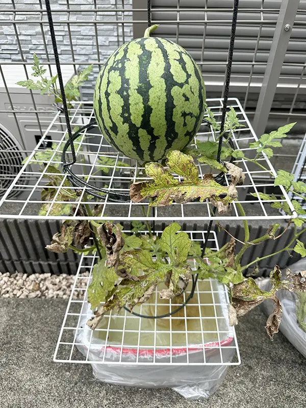 100均のワイヤーネットで育てるスイカの写真