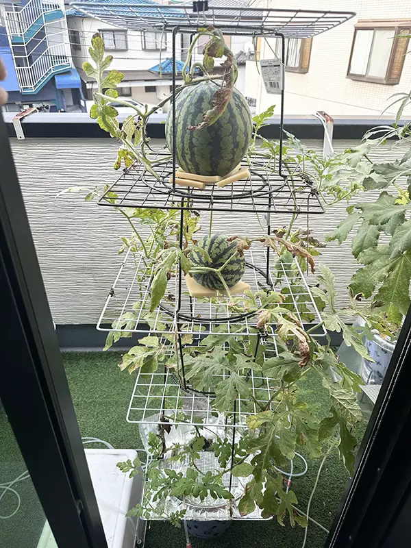 100均のワイヤーネットで育てるスイカの写真