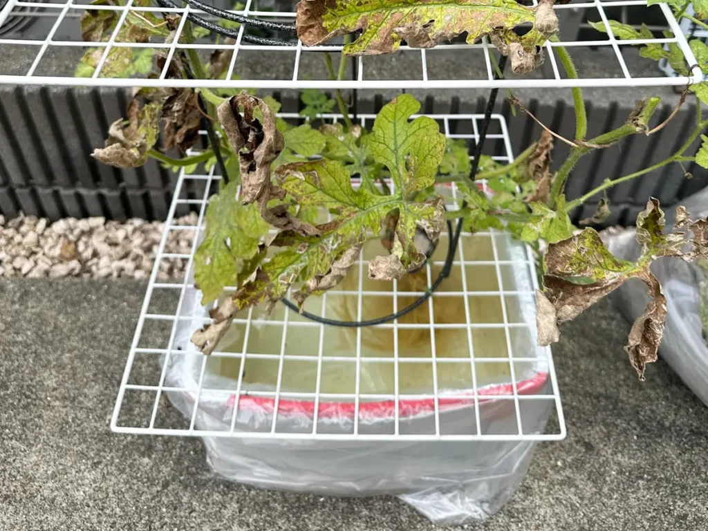 100均のワイヤーネットで育てるスイカの写真