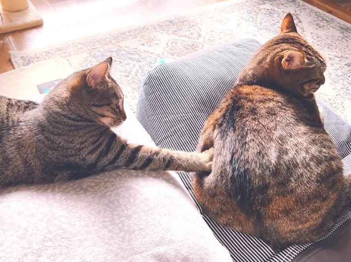 猫のあずきちゃんがおもちちゃんにかまってほしくてちょっかいを出している画像