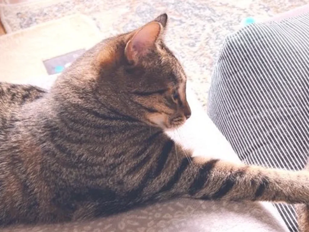 猫のあずきちゃんがおもちちゃんにかまってほしくてちょっかいを出している画像