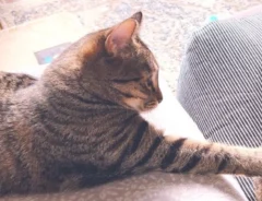 猫のあずきちゃんがおもちちゃんにかまってほしくてちょっかいを出している画像