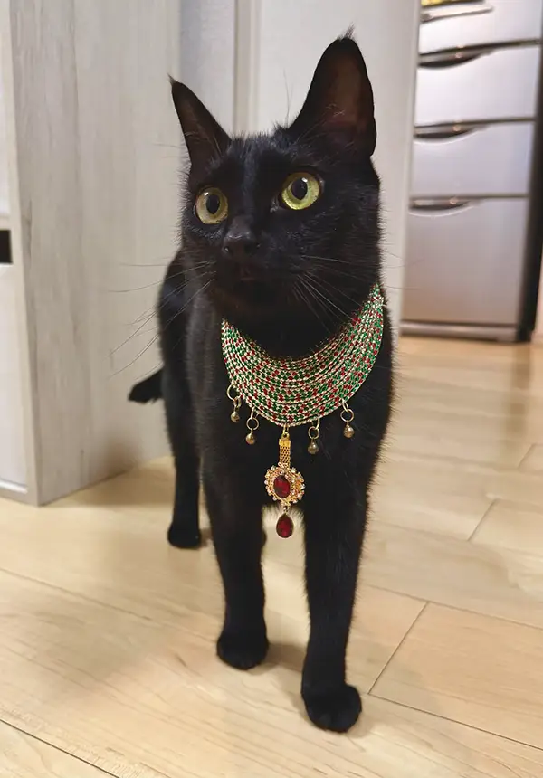 首元にアクセサリーをつけた黒猫の写真