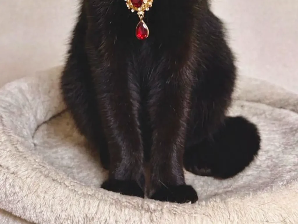 首元にアクセサリーをつけた黒猫の写真