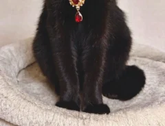 首元にアクセサリーをつけた黒猫の写真