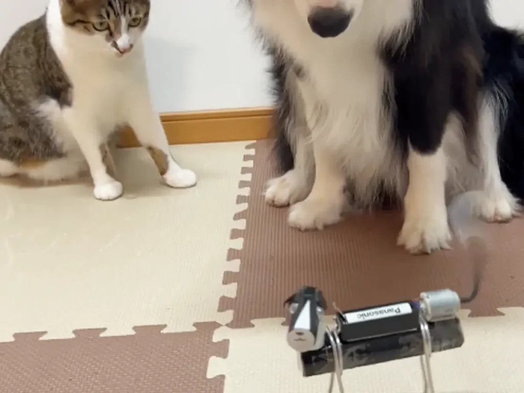 犬型ロボットを眺める犬と猫の写真