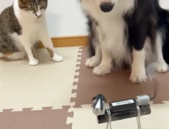 犬型ロボットを眺める犬と猫の写真