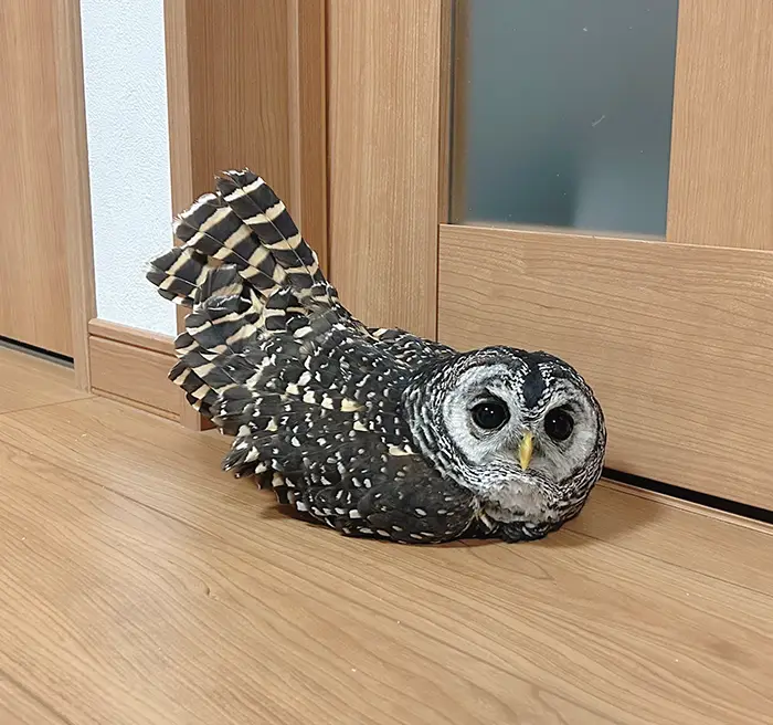 シャチホコポーズをとるフクロウの写真
