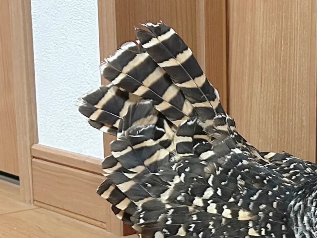 シャチホコポーズをとるフクロウの写真