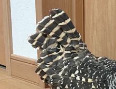 シャチホコポーズをとるフクロウの写真