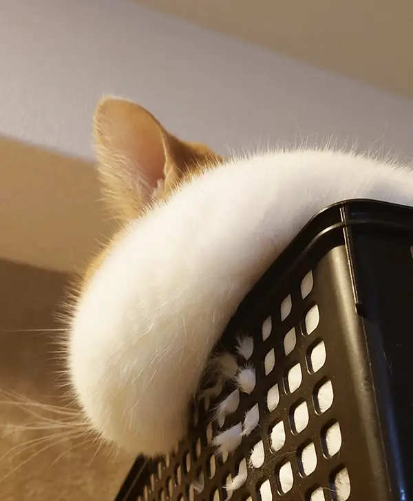 顔がモチモチな猫の写真