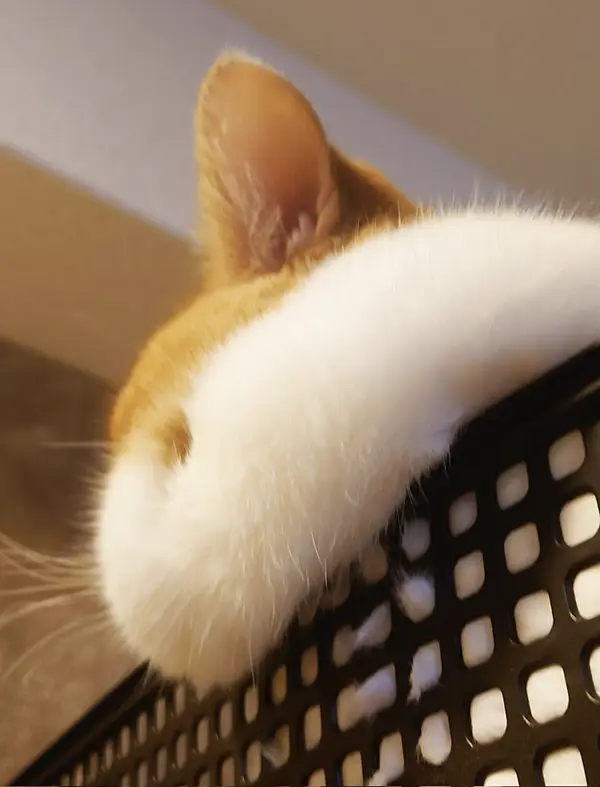 顔がモチモチな猫の写真
