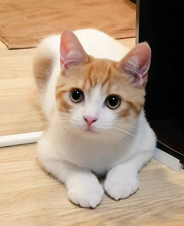 伏せをする猫の写真