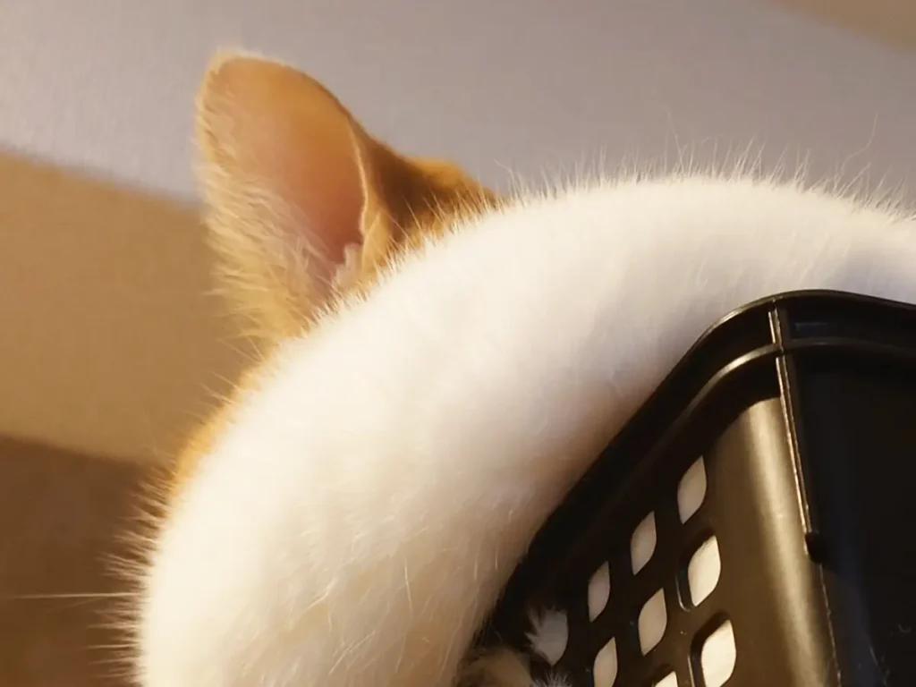 顔がモチモチな猫の写真