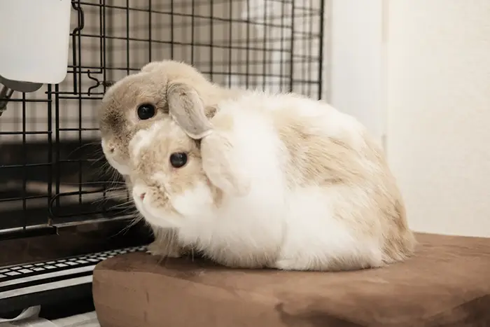 ぴったりとくっつくウサギの写真