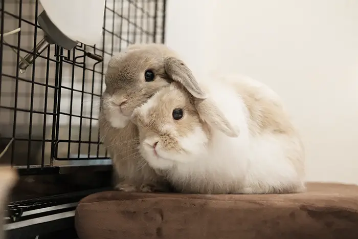 ぴったりとくっつくウサギの写真