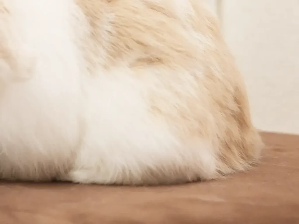 ぴったりとくっつくウサギの写真