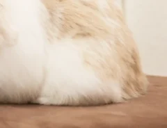 ぴったりとくっつくウサギの写真