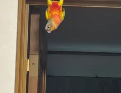 ドアの上枠にぶら下がるインコの画像