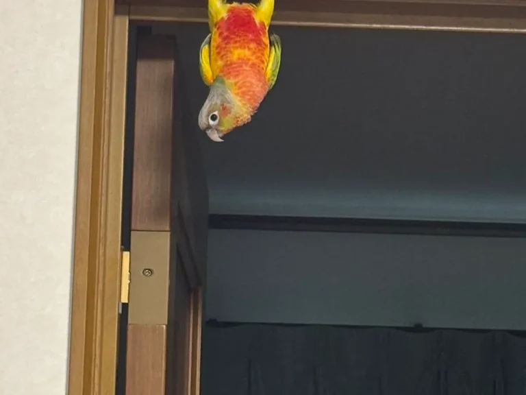 ドアの上枠にぶら下がるインコの画像