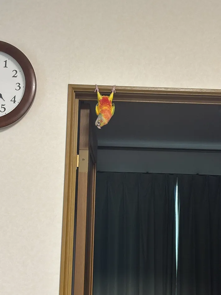 ドアの上枠にぶら下がるインコの画像