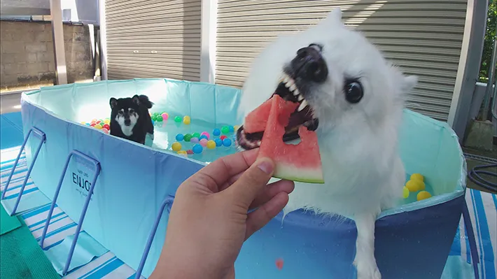 プールに入る柴犬と、スイカを食べる日本スピッツの画像