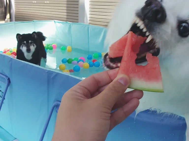 プールに入る柴犬と、スイカを食べる日本スピッツの画像