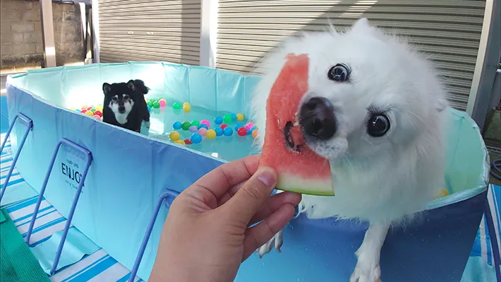 プールに入る柴犬と、スイカを食べる日本スピッツの画像