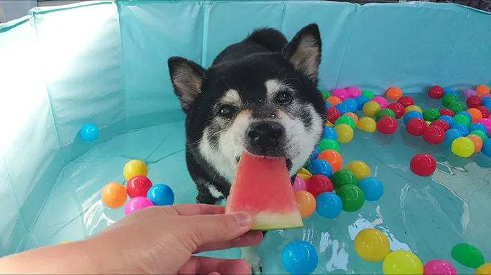 スイカを食べる柴犬の画像