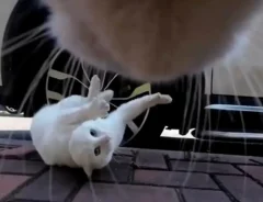 猫カメラからの映像