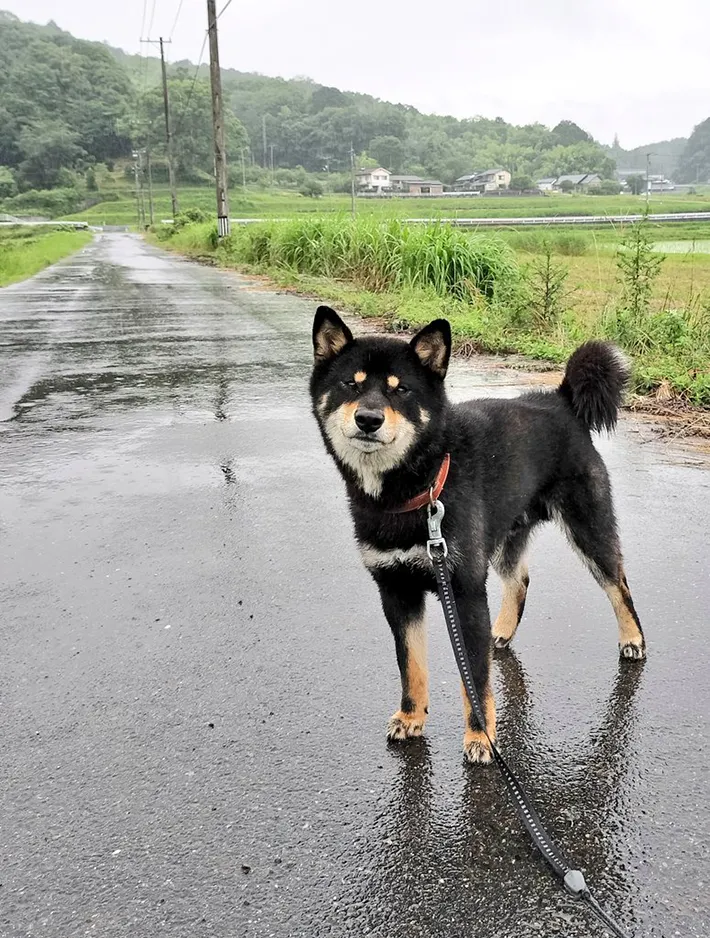 雨に見舞われた柴犬の写真