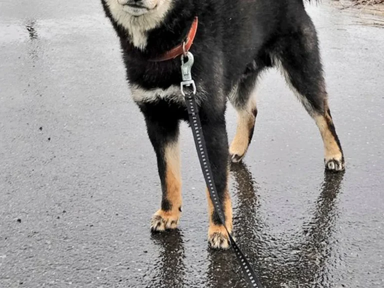 雨に見舞われた柴犬の写真