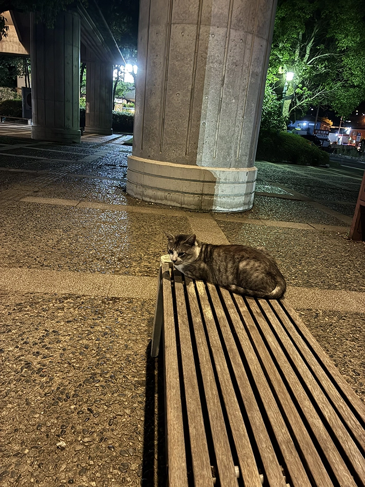 ベンチに座る野良猫の画像