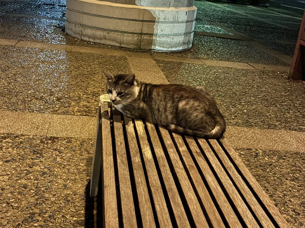 ベンチに座る野良猫の画像