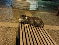 ベンチに座る野良猫の画像