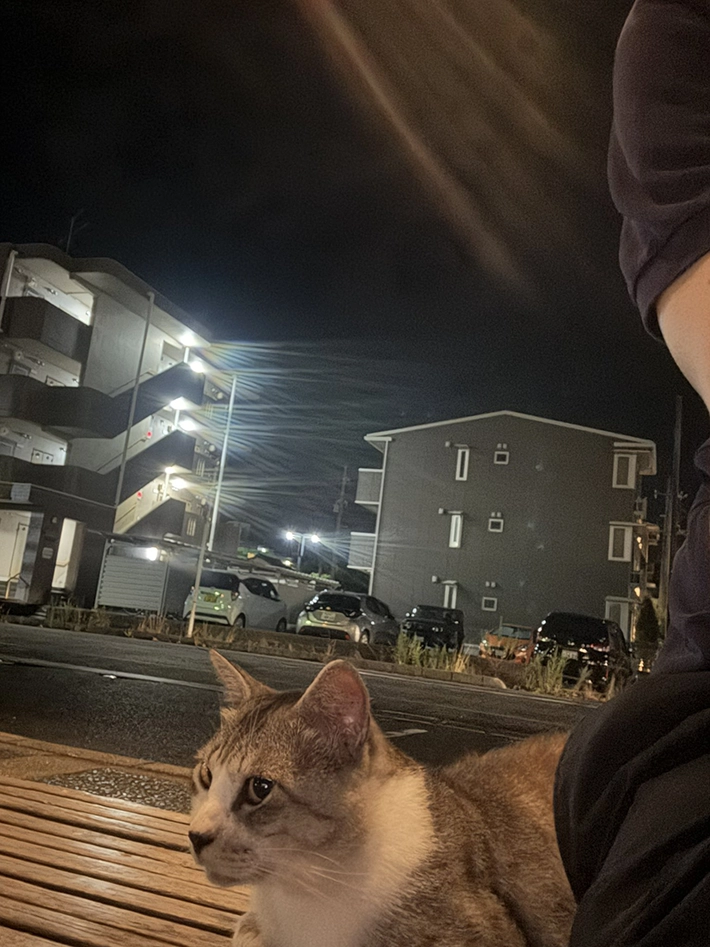 ベンチに座っていた野良猫が近づいてきた画像