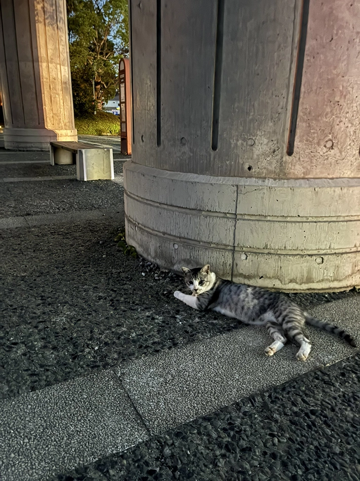 ベンチ付近にいた野良猫の画像