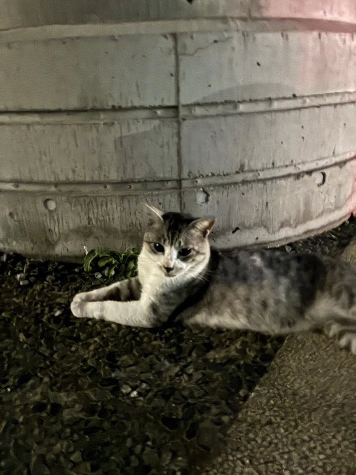 ベンチ付近にいた野良猫の画像