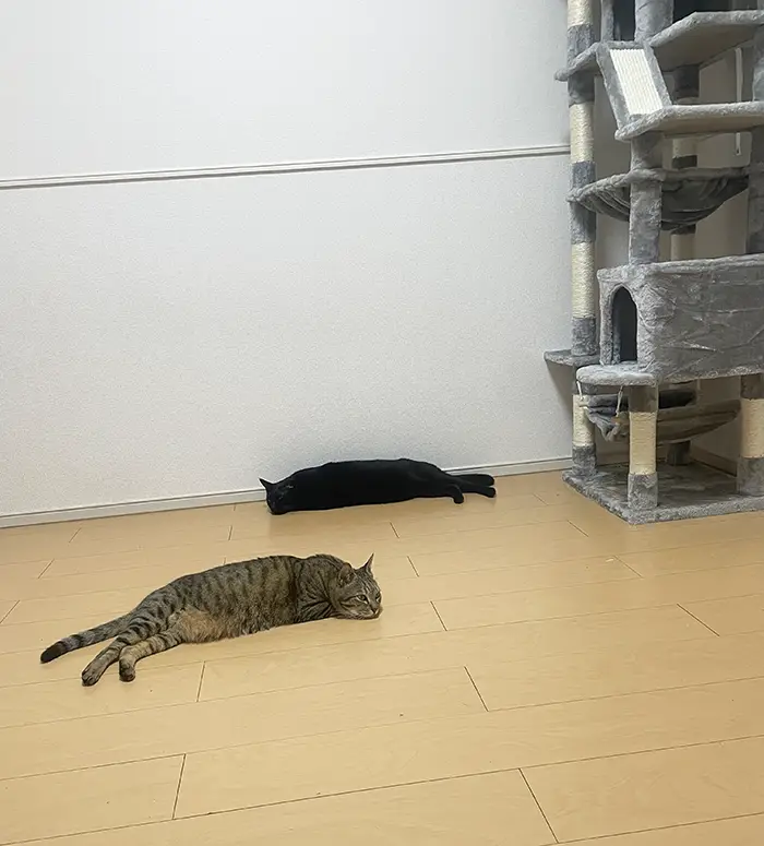 キャットタワーの隣で床に寝そべる猫の写真