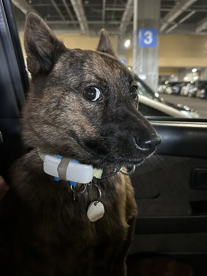 赤ちゃんの声に驚く犬の画像