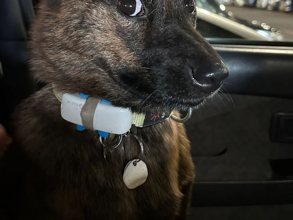 赤ちゃんの声に驚く犬の画像