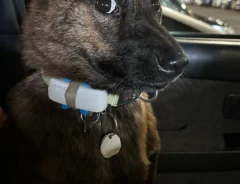 赤ちゃんの声に驚く犬の画像