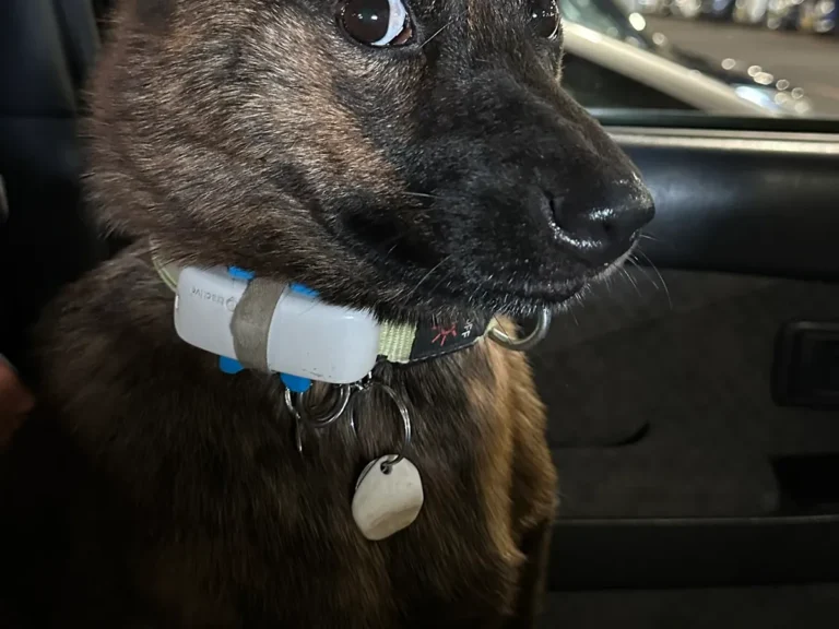 赤ちゃんの声に驚く犬の画像