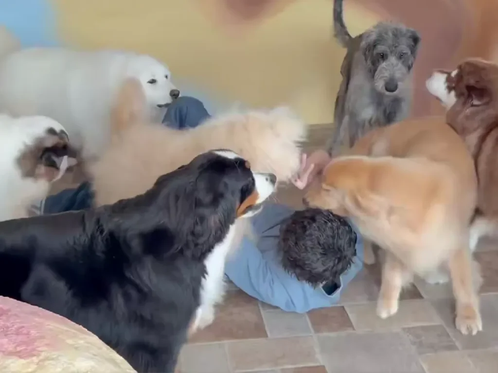 『GRAND MOU』の犬たちに囲まれた元スタッフの画像