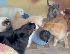 『GRAND MOU』の犬たちに囲まれた元スタッフの画像